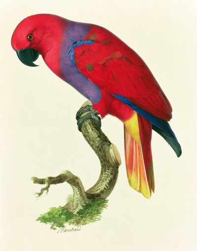 Papagaio vermelho de Jacques Barraband
